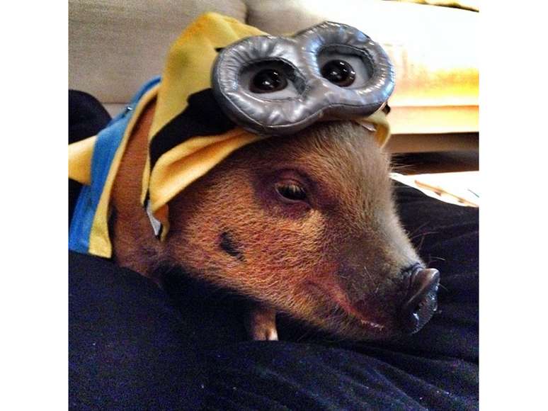 Jamon, porquinho paulistano de 7 meses, aparece em diferentes poses e com fantasias para seus f&atilde;s