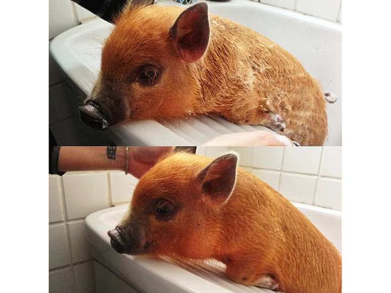 Porquinho chegou na casa de Andrea, sua 'm&atilde;e', com cerca de tr&ecirc;s meses de idade