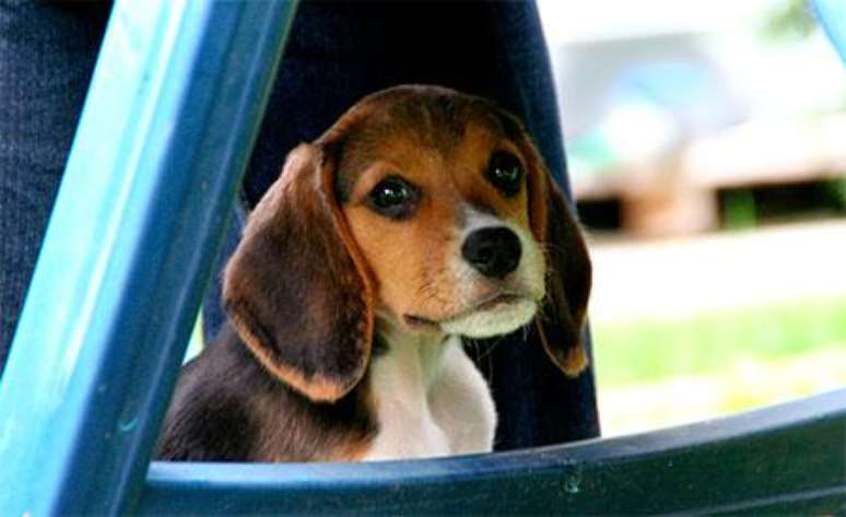 <p>Cão da raça beagle</p>