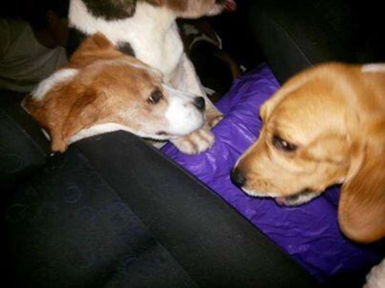 <p>Ativistas divulgaram nas redes sociais fotos de cães beagles libertados do Instituto Royal, em São Roque (SP), onde animais seriam vítimas de crueldade em pesquisas</p>