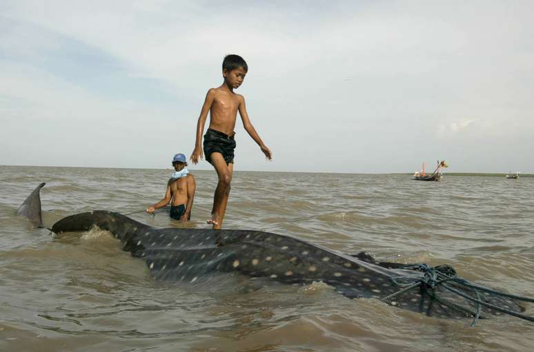 Inofensivo ao homem, o tubarão-baleia precisou de ajuda para voltar ao mar na Indonésia