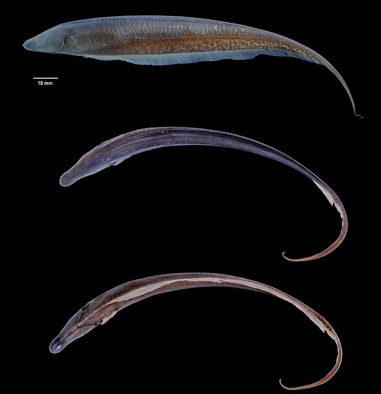 Akawiao penak pertence a um grupo de peixes popularmente conhecidos como "facas" ou elétricos
