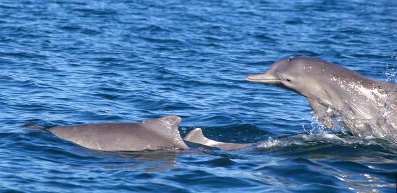 Eles fizeram análises de DNA para confirmar as suspeitas