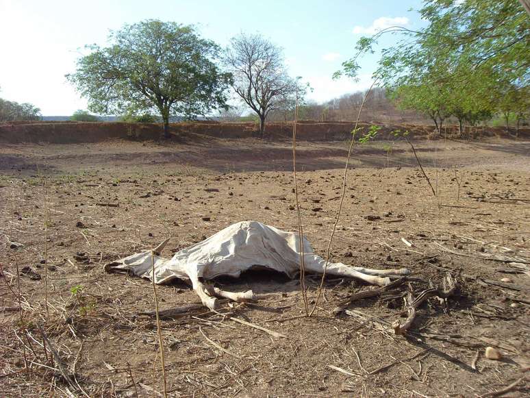 No Piauí, 20 mil animais foram perdidos do rebanho de janeiro a setembro deste ano. A maioria morreu devido à seca ou abate provocado pela estiagem