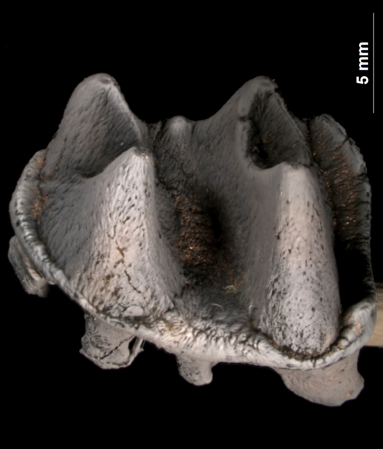 Molar do ornitorrinco gigante foi escavado na Austrália