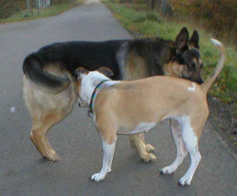 Quando um cão deseja demonstrar autoridade, levanta o rabo para exalar mais cheiro