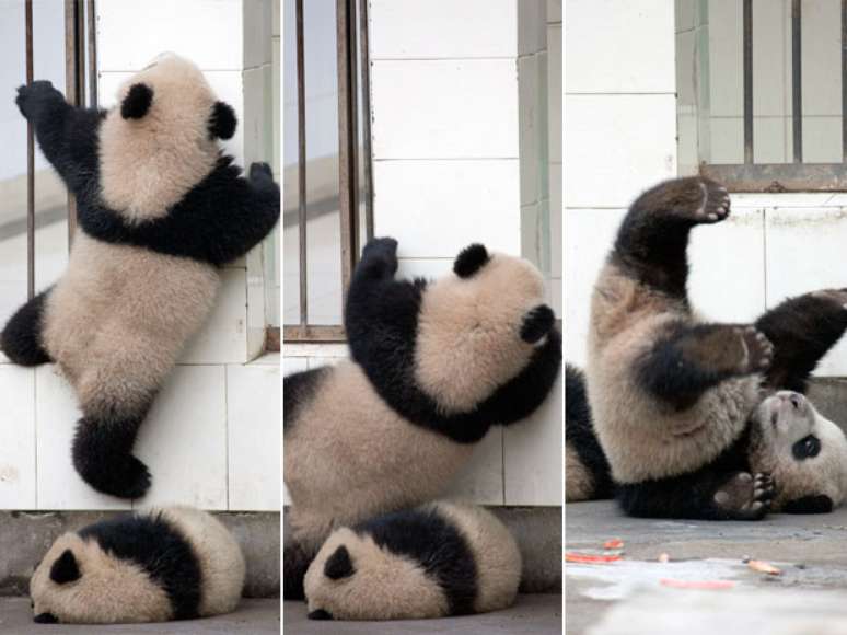 Um fot&oacute;grafo flagrou o momento em que um filhote de panda-gigante escala as grades de um centro em Chengdu, na China