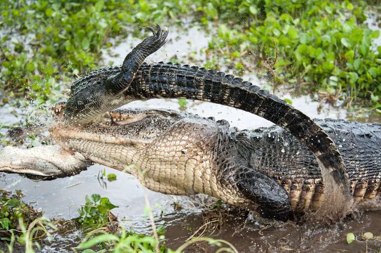 Al&eacute;m de destruir o animal menor para mostrar sua superioridade, o jacar&eacute; maior tamb&eacute;m se alimentou da carne de sua v&iacute;tima