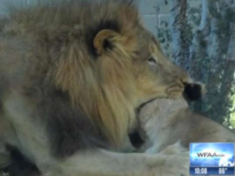 Ataque foi testemunhado e registrado por visitantes do zoológico que acompanhavam a exibição