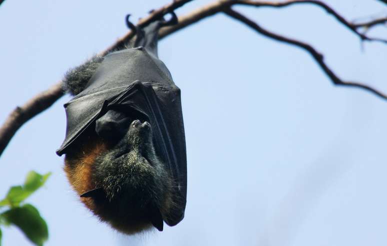 Os morcegos carregam vírus que representam perigos ao ser humano