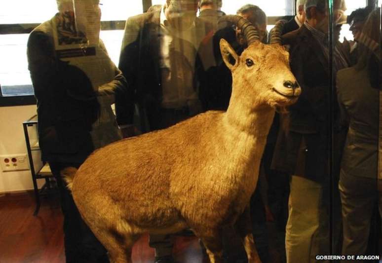 Corpo empalhado de Celia pode ser visto na entrada do Parque Nacional de Ordesa