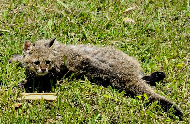 O gato-palheiro é um felino selvagem de pequeno porte, sendo um dos menos estudados no mundo. Em vida livre, seu peso varia de 1,7kg a 3,7kg