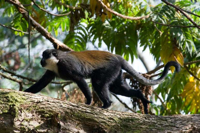 <p><strong>Parque Nacional de Nyungwe Forest, Ruanda</strong><br />Depois de passar por décadas de guerra e genocídio, Ruanda vem se firmando como destino turístico seguro entre os amantes da natureza. O  principal destaque do país africano é o Parque Nacional de Nyungwe Forest, inaugurado em 2005, com trilhas intocadas e inúmeras espécies de aves e macacos, como chimpanzés e gorilas</p>