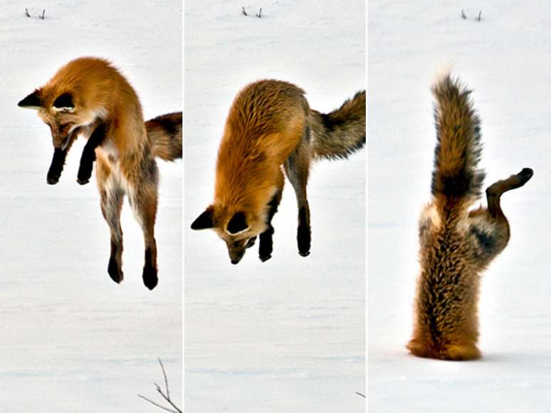 Um fot&oacute;grafo registrou o ataque de uma raposa nos Estados Unidos