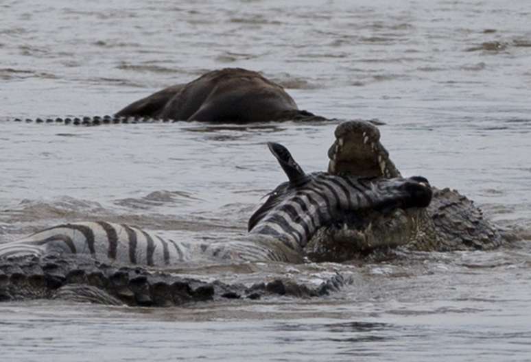 <p>A fotógrafa Rebecca Blackwell registrou o momento em que um crocodilo devora uma zebra após o mamífero tentar atravessar o rio Mara, na reserva Maasai Mara, no Quênia, em 3 de dezembro. Poucos meses depois de sua migração anual para o Parque Nacional Serengeti, na Tanzânia, milhares de animais foram vistos de volta ao Maasai Mara, uma ocorrência rara que as autoridades dizem que pode ser resultado de secas e falta de pastos na Tanzânia. Veja a seguir, as melhores fotos de animais do mês de dezembro</p>