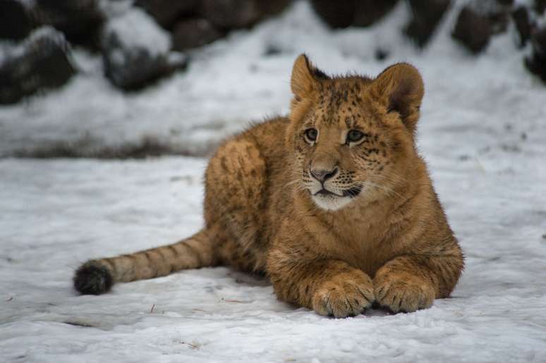 <p>A filhote Eva aproveitou o dia em um zoológico na Rússia para brincar sobre a neve</p>