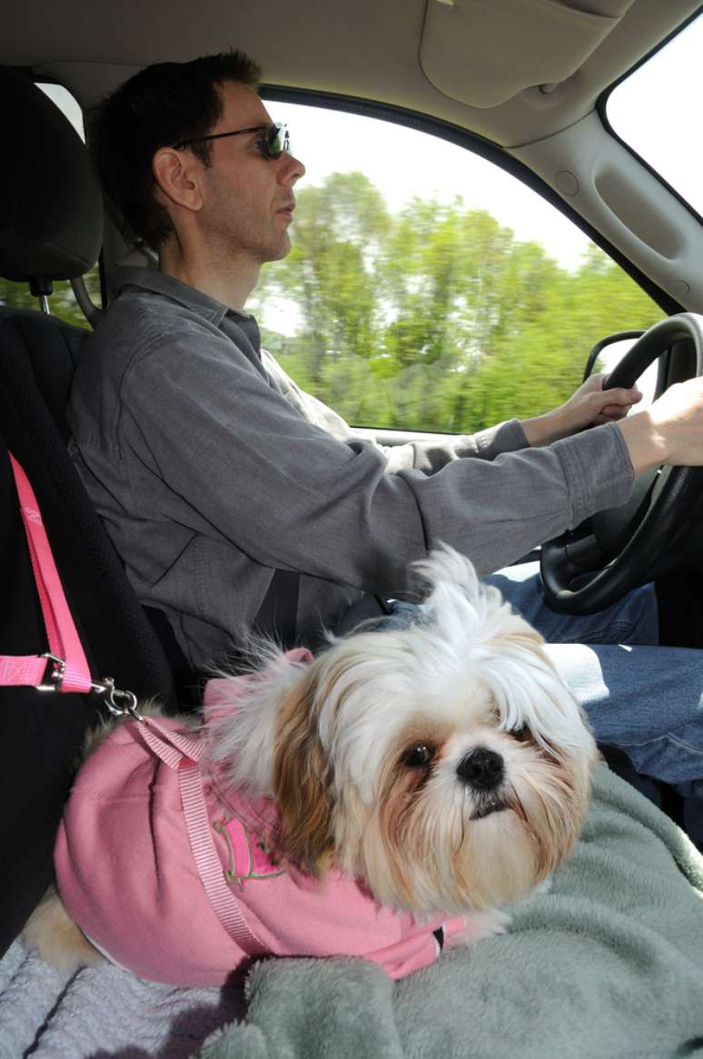 Passeie sempre com segurança com seu bicho de estimação