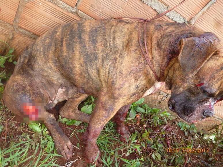 Cadela recebeu golpes profundos em diversas partes do corpo após perseguir galinhas em Xanxerê (SC)