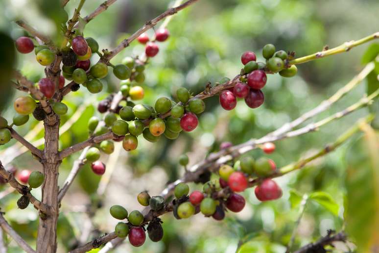 Apesar de ser o maior produtor de café do mundo, Brasil apresenta redução de 17,10% nos ganhos com exportação