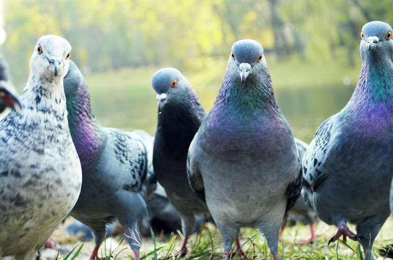 Caixas dágua destampadas e ar condicionado de parede devem ser monitorados, pois podem ser contaminados pelas fezes das pombas