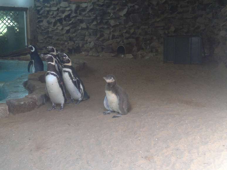 Animal foi o primeiro da espécie a nascer em um zoológico do Brasil