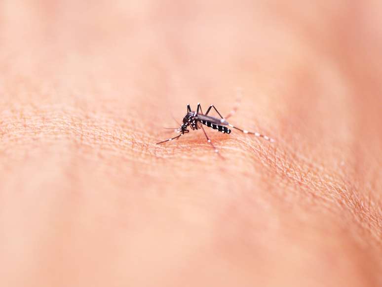 <p>O mosquito responsável pela transmissão da dengue, o <em>Aedes aegypti</em>, coloca seus ovos em focos de água limpa parada</p>