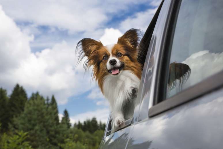 <p>Os cães devem usar proteção durante os passeios</p>