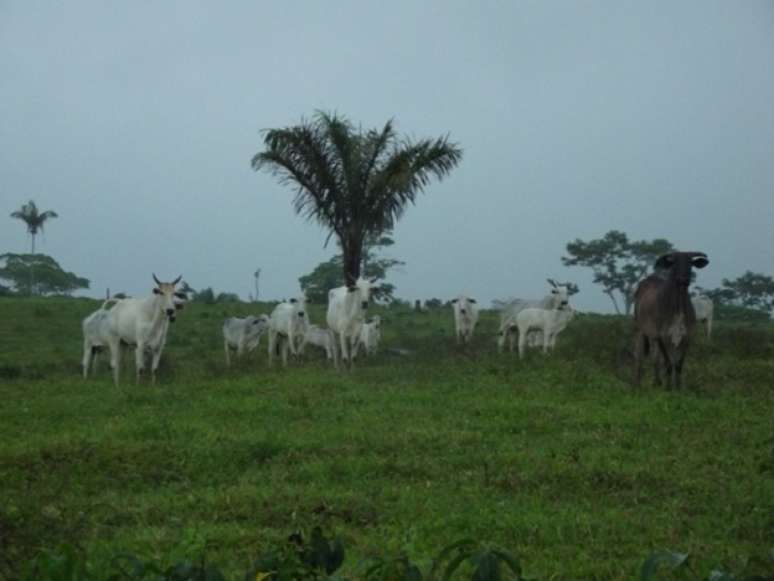 A força da pecuária no Acre: hoje o Estado tem três vezes mais gado do que pessoas