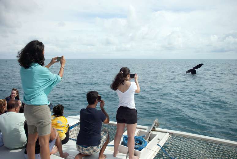 Abrolhos, na Bahia, reúne turistas que querem ver de perto as baleias