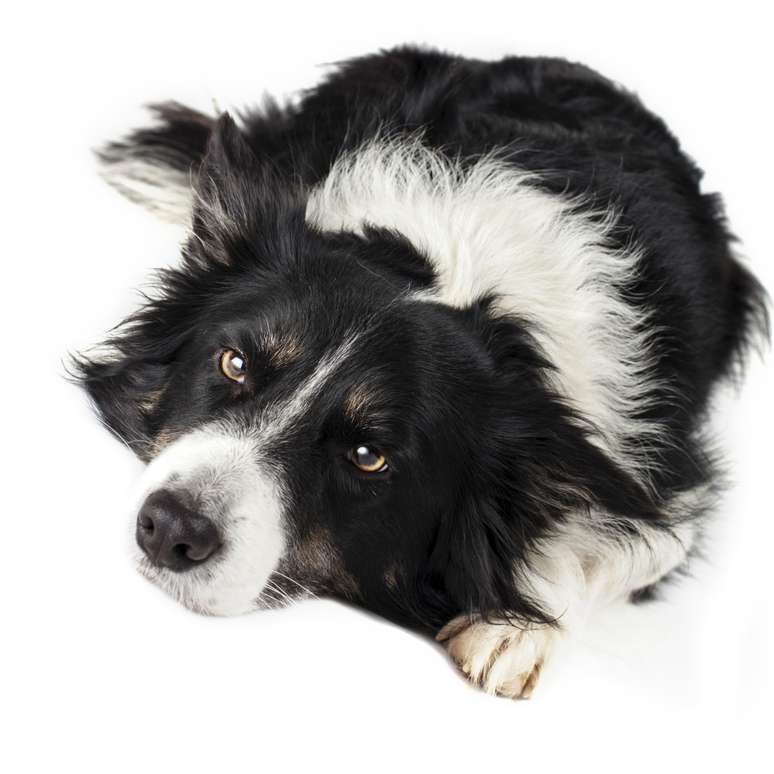 <p><strong>1) Border Collie</strong><br />Dócil e bastante agitado, o border collie ganha destaque em competições do mundo canino, como as de Agility e para o uso no pastoreio de ovelhas. Apesar de se adaptar bem a diferentes ambientes, o cão da raça não gosta de ficar sozinho, e precisa de carinhos e exercícios constantes, é uma raça que gosta de receber comandos</p>