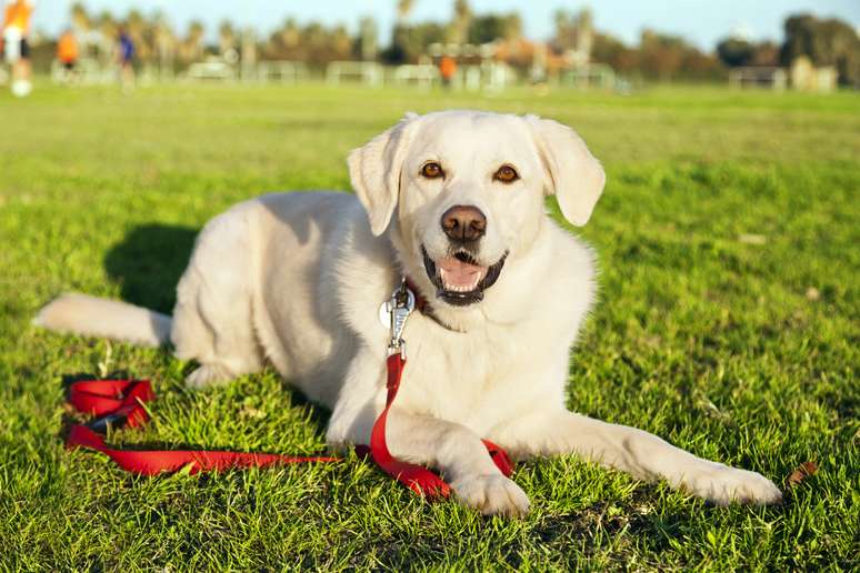 O Labrador Retriever é a sétima raça mais inteligente