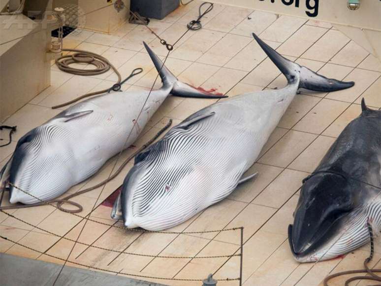 ONG divulgou imagens de três baleias abatidas por frota japonesa