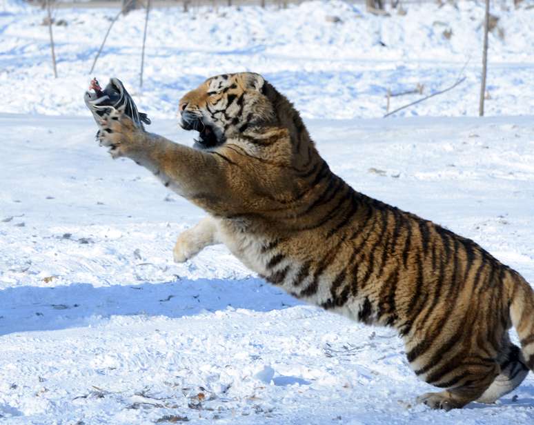 É o maior parque natural para tigres-siberianos no mundo