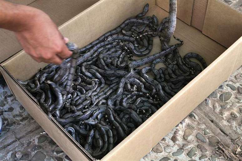 Uma jiboia de três metros que tinha acabado de dar à luz a 60 filhotes foi encontrada na Bolívia