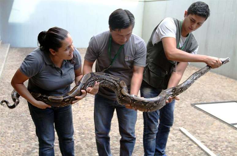 As serpentes foram transferidas temporariamente a um centro de proteção de animais