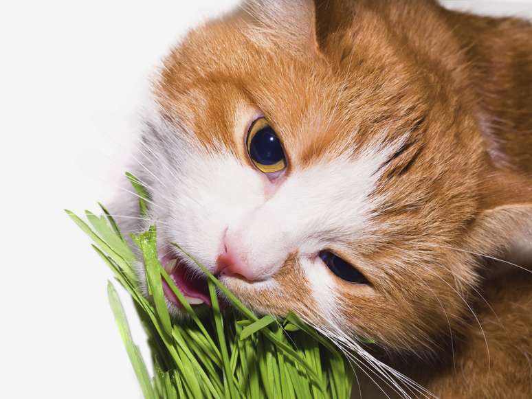 Erva não causa dependência nos gatos nem tem efeitos em seus donos