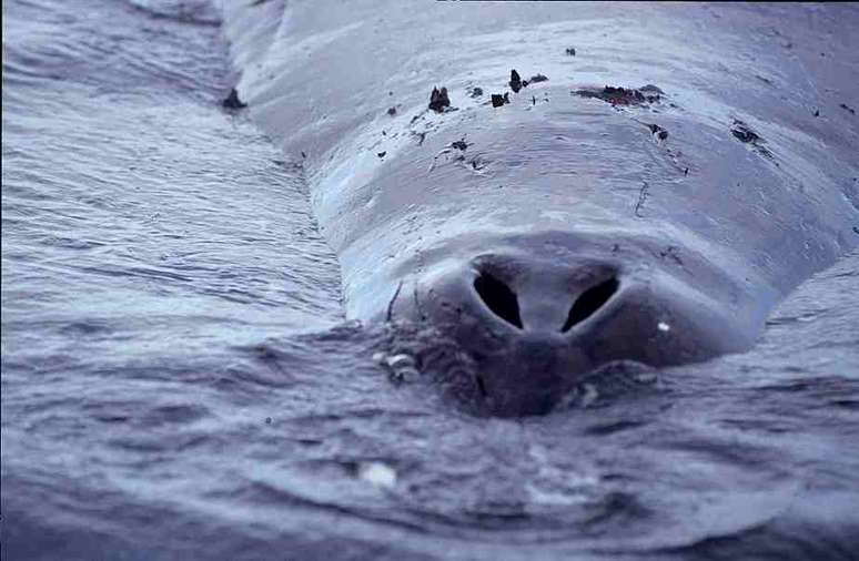 As Baleias da Groenlândia (Balaena mysticetus) são os mamíferos mais longevos