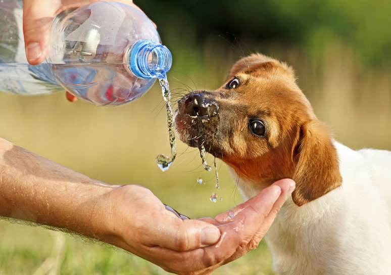 Manter a hidratação dos pets é fundamental no verão, especialmente durante atividades ao ar livre