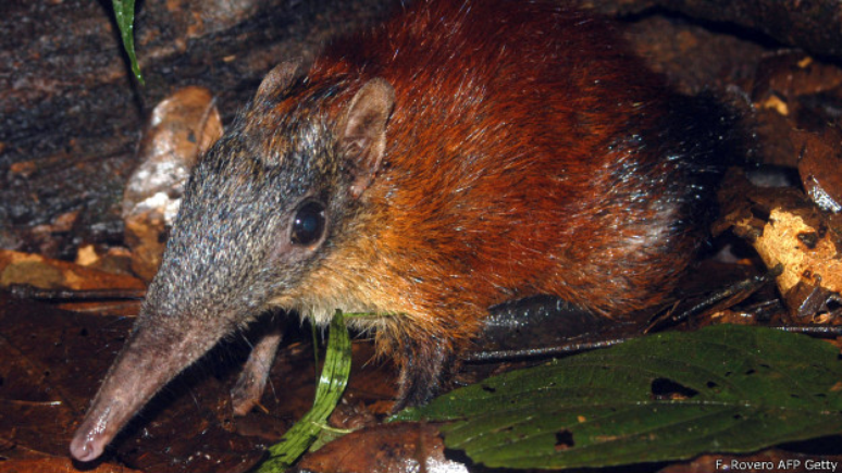 Bebê é comido vivo por rato gigante dentro da própria casa