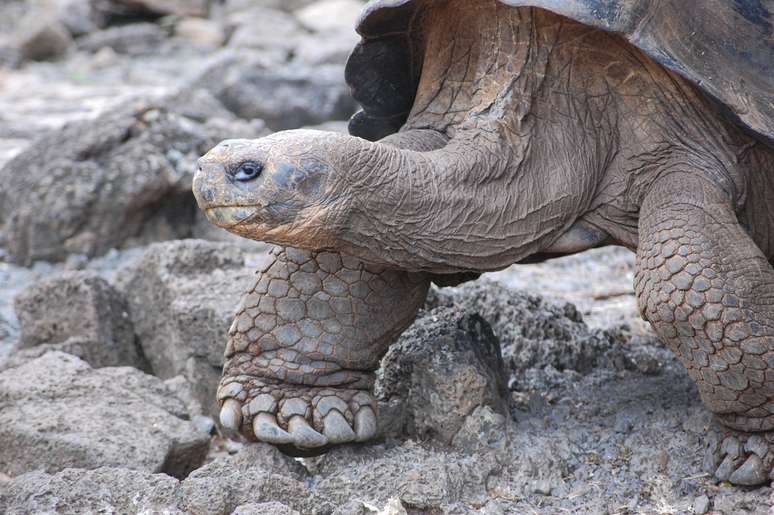 Das 15 espécies de tartarugas gigantes com origem em Galápagos, três foram extintas, vítimas dos piratas do século 18 que pilharam o frágil ecossistema do arquipélago.