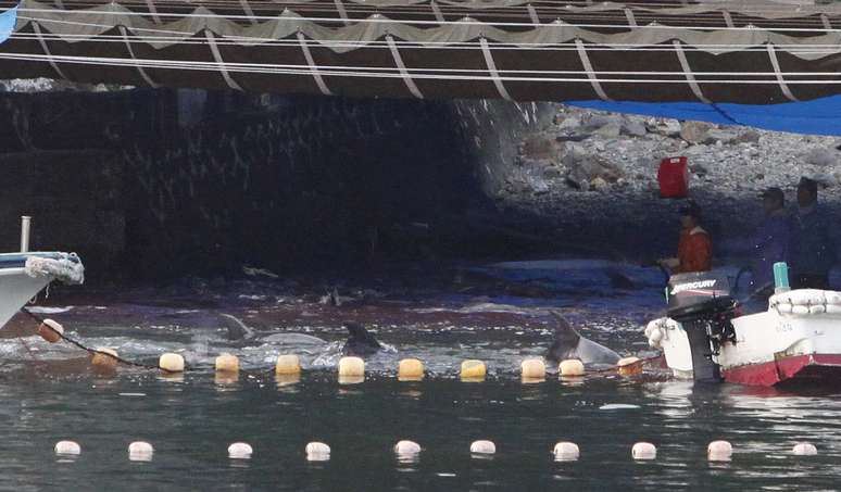<p>Japoneses come&ccedil;aram a matar alguns dos golfinhos capturados em Taiji nesta ter&ccedil;a-feira</p>