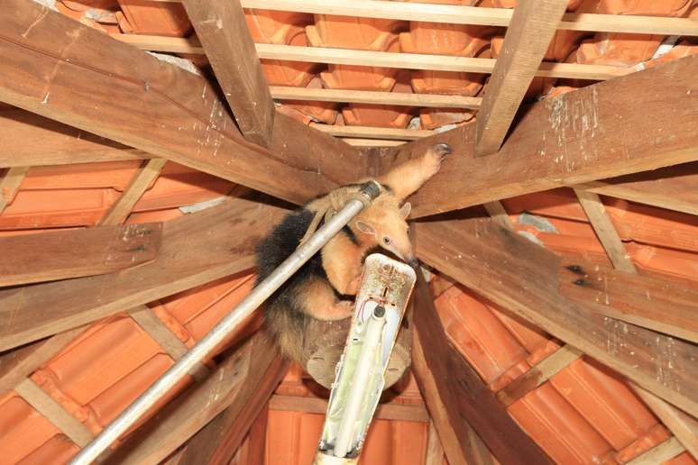 Tamanduá-mirim subiu no telhado para se proteger do ataque de cães