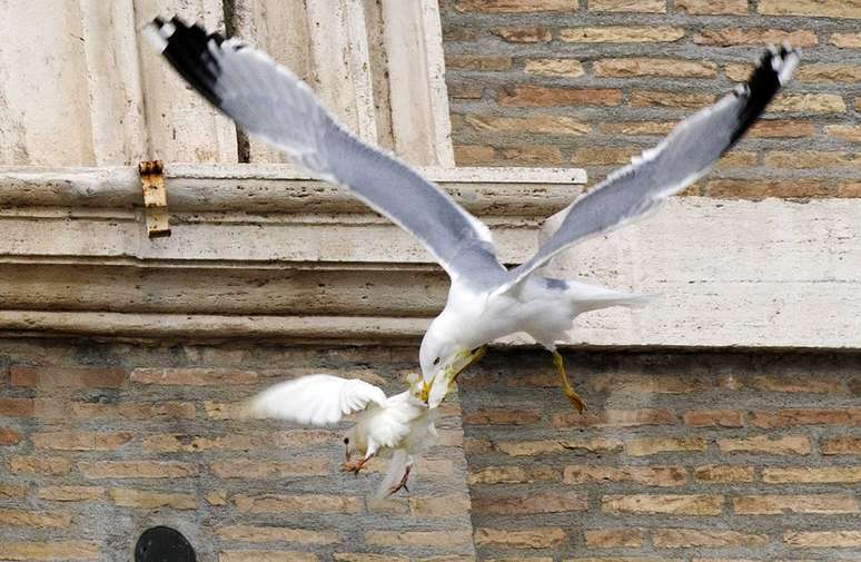 <p>Uma das pombas soltas durante a oração do Ângelus ficou livre por pouco tempo: o animal foi atacado por uma gaivota pouco depois de sair voando. </p>