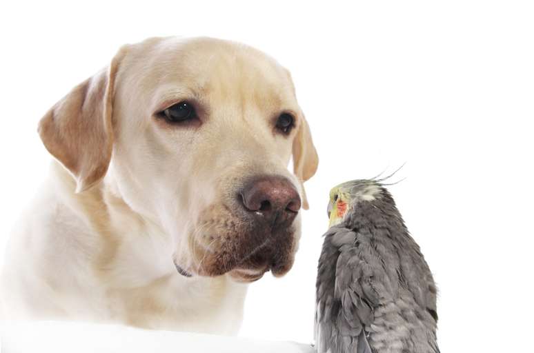<p>Antes de colocar uma calopsita no ambiente em que vive um cachorro é preciso avaliar o temperamento do pet</p>