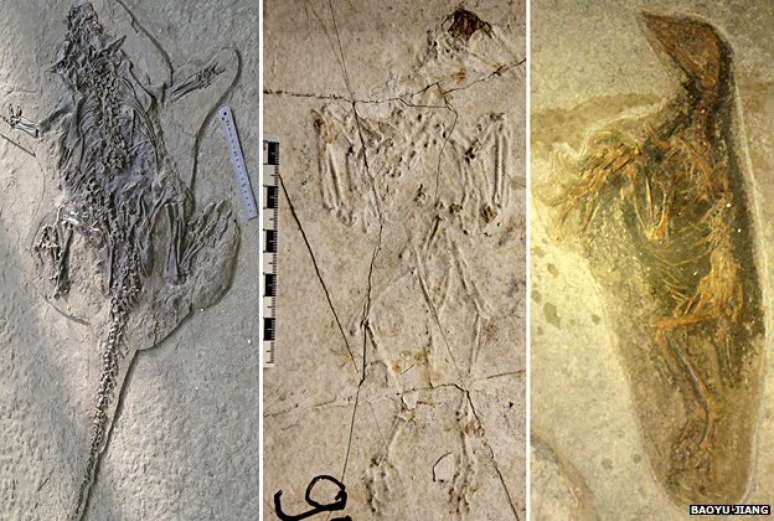 Fósseis de animais encontrados em Liaoning