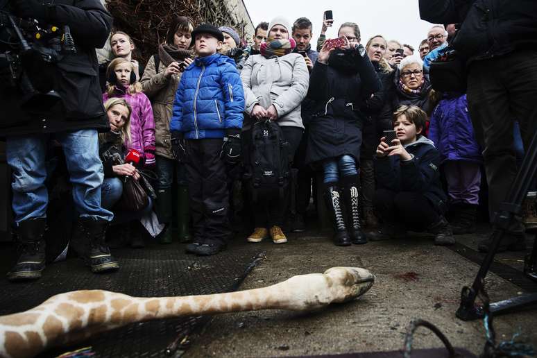 Um filhote de girafa de um ano e meio em perfeito estado de saúde foi sacrificado neste domingo em um zoológico de Copenhague