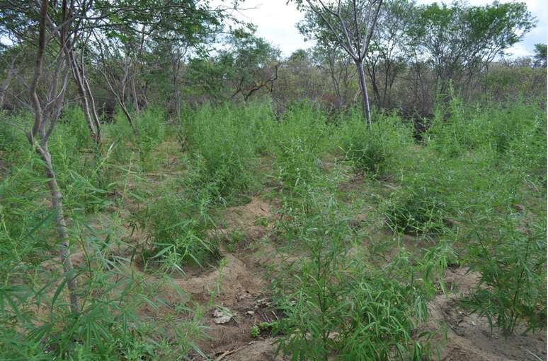 Estimativa é que os pés de maconha destruídos deixaram de produzir 134 toneladas da droga