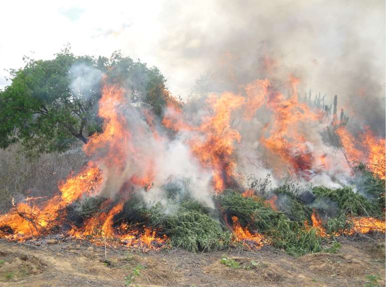 Pés de maconha foram queimados em Pernambuco