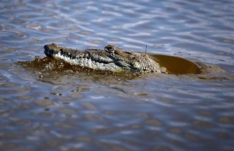 Crocodilos sobem nas árvores para regular temperatura corporal e vigiar território, diz estudo