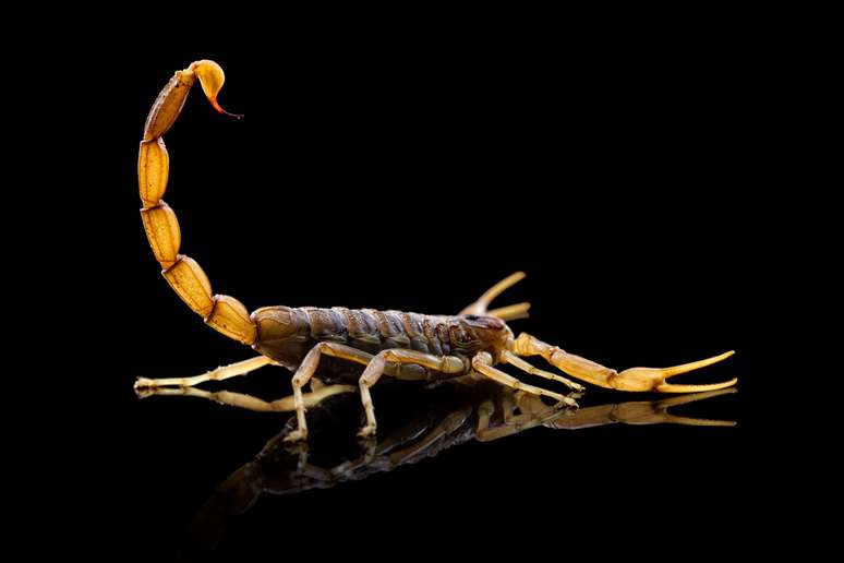 Os escorpiões se adaptaram às grandes cidades e picaram mais de 10 mil pessoas entre 2010 e 2011 na cidade de São Paulo